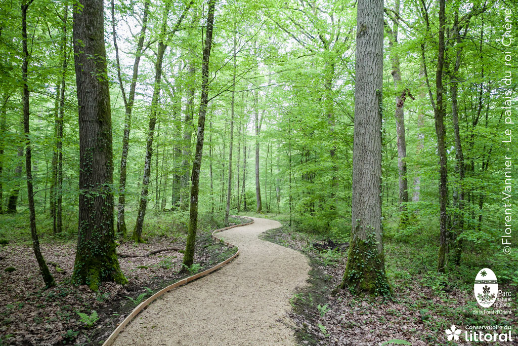 Photo du sentier qui ondule entre les arbres, et est tr&egrave;s l&eacute;g&egrave;rement en sur&eacute;paisseur pour &eacute;viter d'endommager les syst&egrave;mes racinaires des arbres en d&eacute;caissant le sol &agrave; minima.